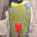Black-headed Woodpecker